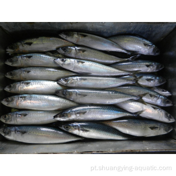 Peixe de cavala congelado de 25 cm inteiro